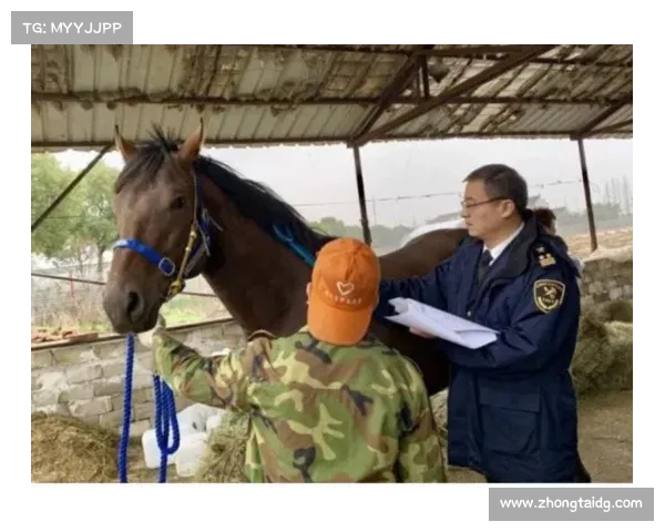 如何根据马匹特点选择适合参加上海赛马比赛的最佳竞赛者